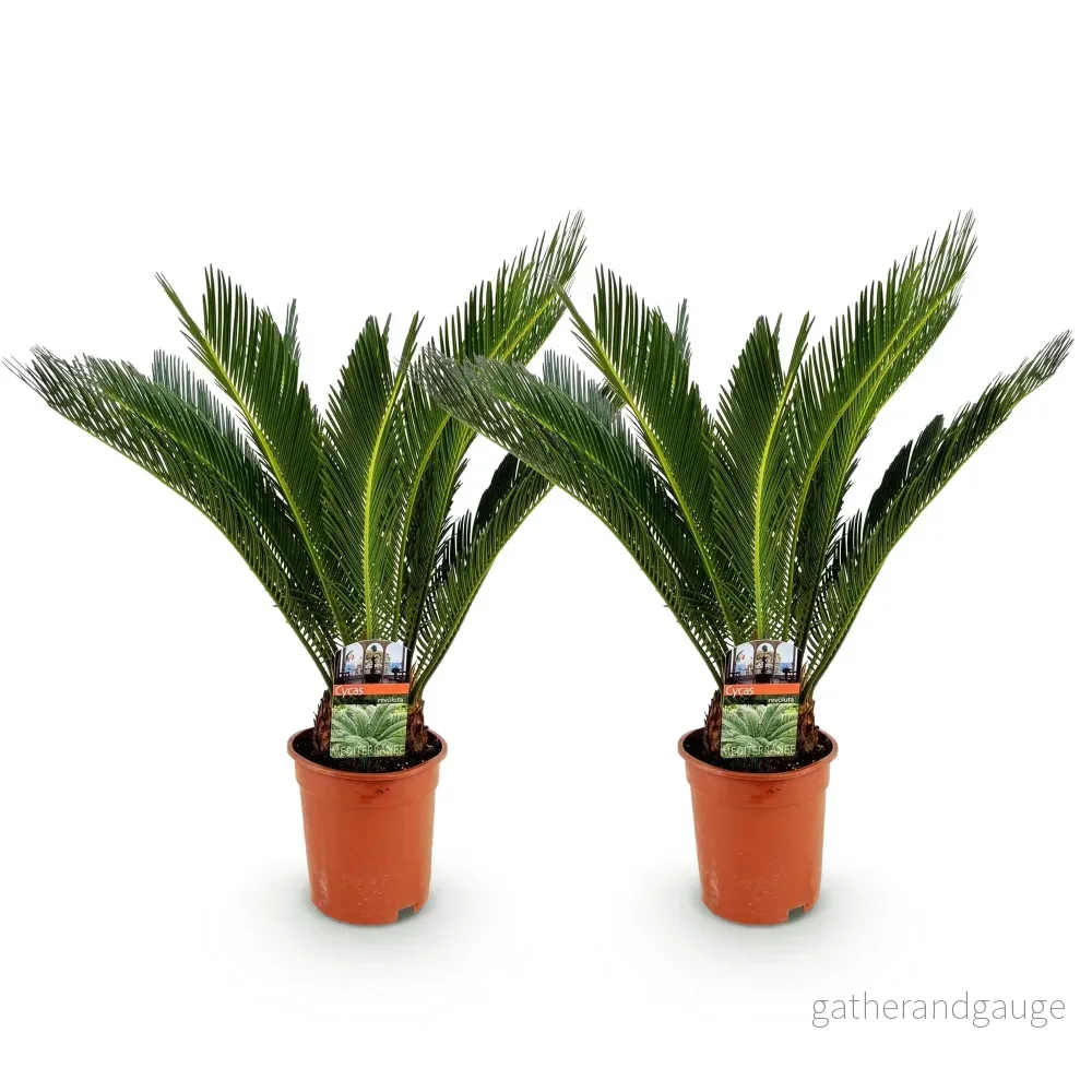 Sagopalmetto Cycas revoluta – Set om 2 – Kruka 17 cm - Bild 3