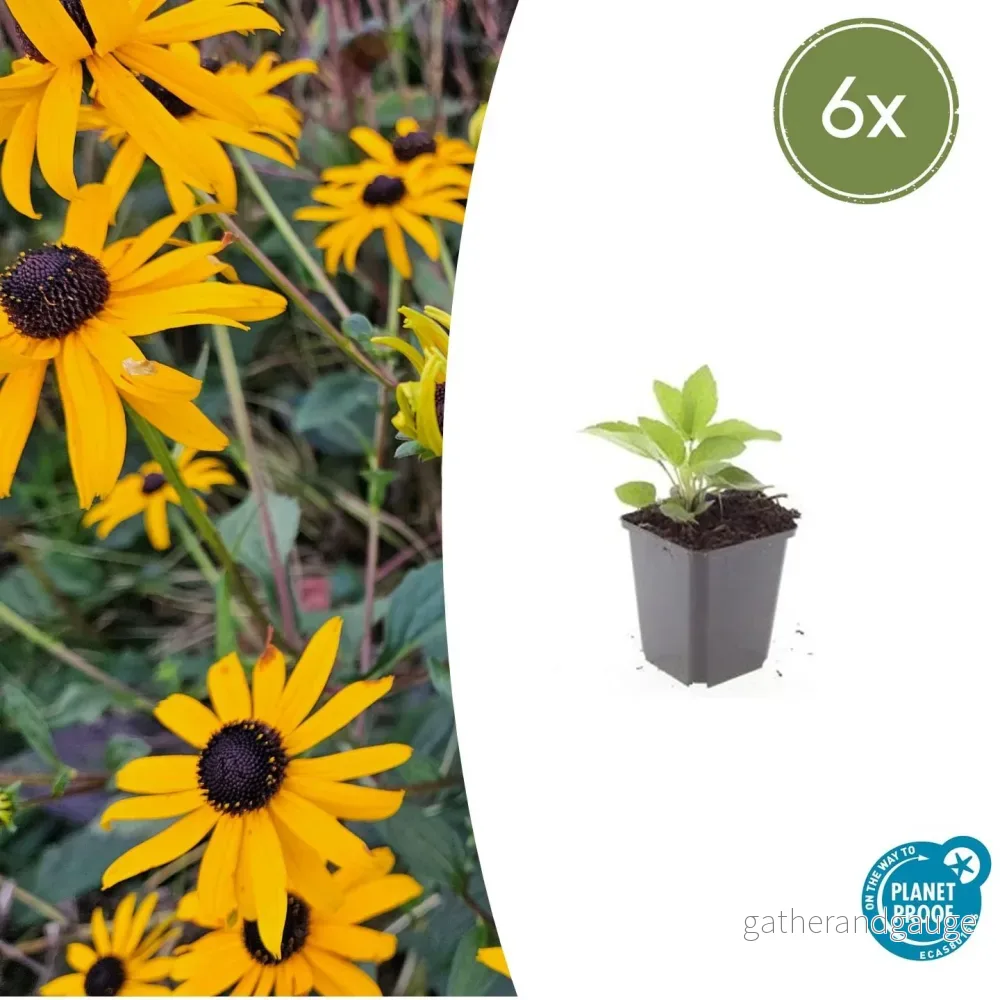 Rudbeckia (Rudbeckia fulgida) 'Goldsturm' – Guldblommande Solögon - Bild 2