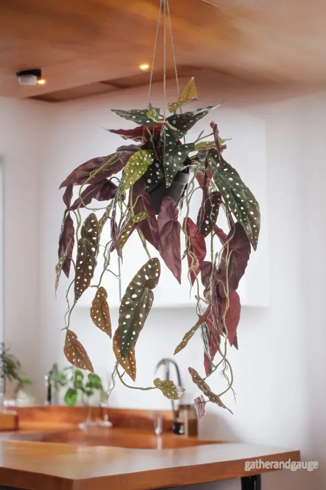 Begonia Maculata konstgjord växt – h80cm, Ø18cm