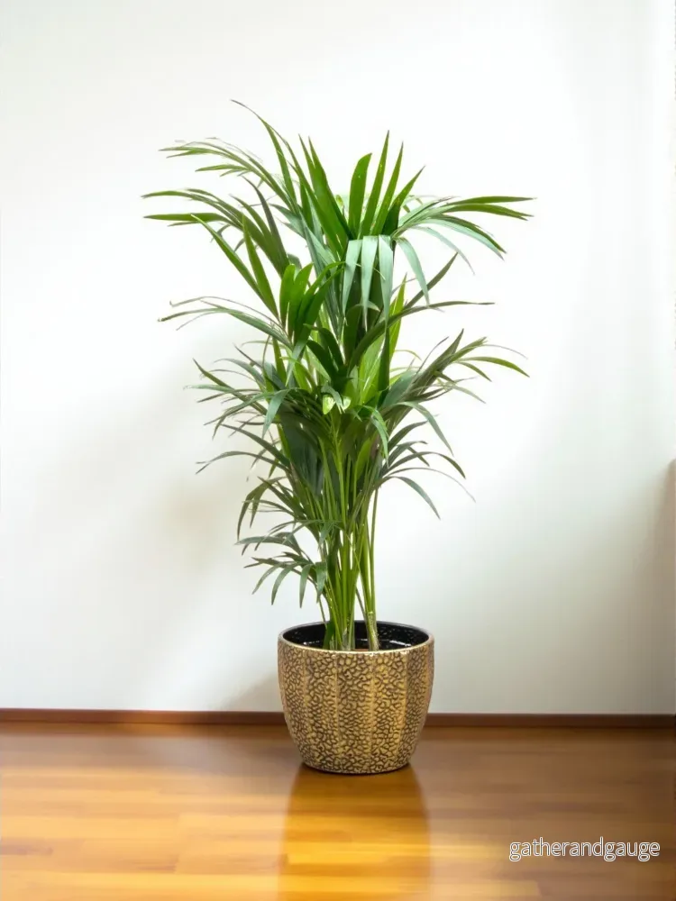 Kentia palm