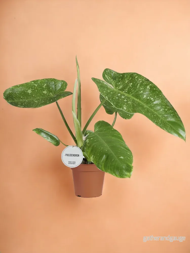 Filodendron Jose Buono Filodendron Jose Buono