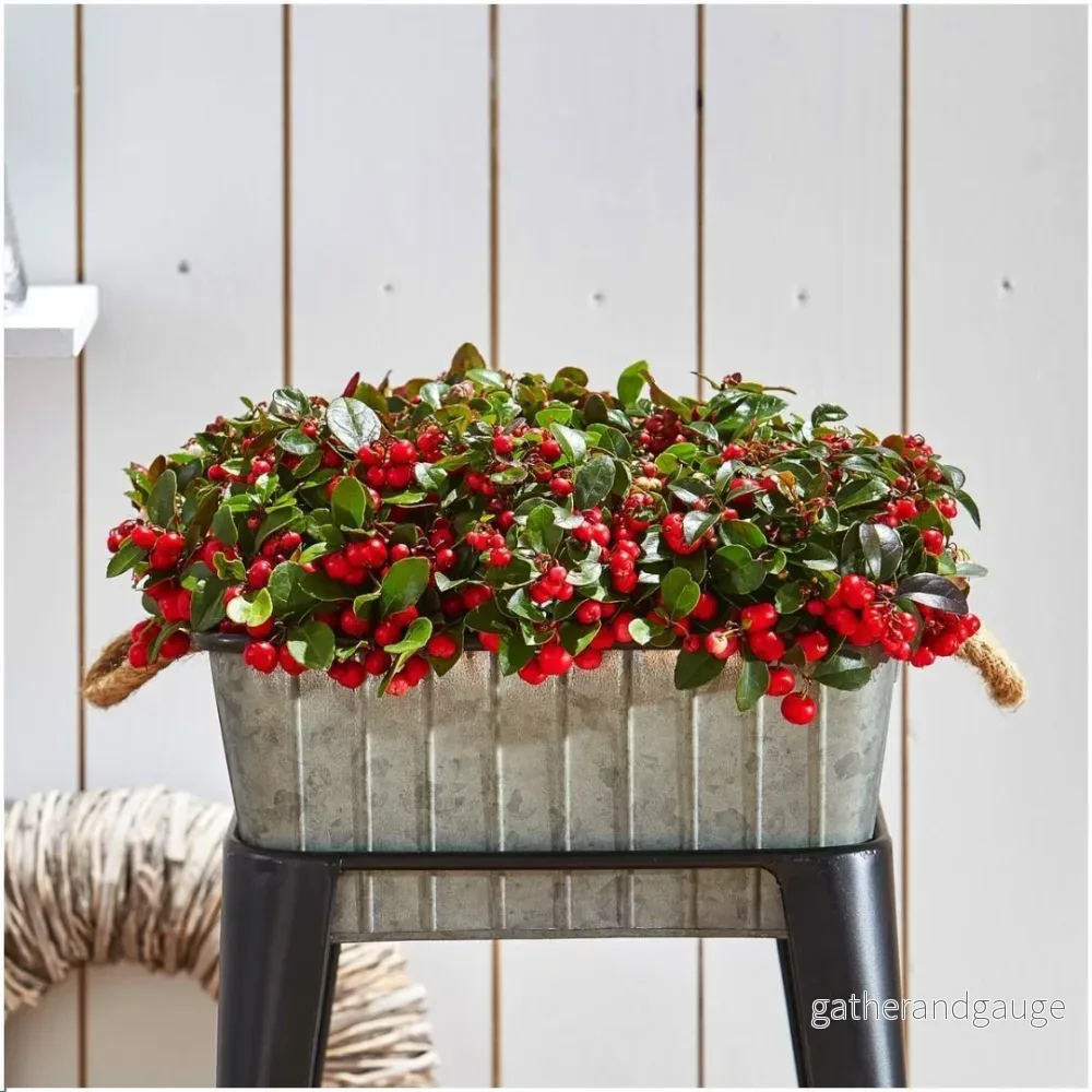 6x Wintergreen 'Big Berry' - Bild 2