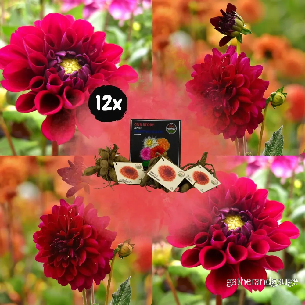 Dahlia Heatwave stora mörkröda blommor – Box med 12 lökar