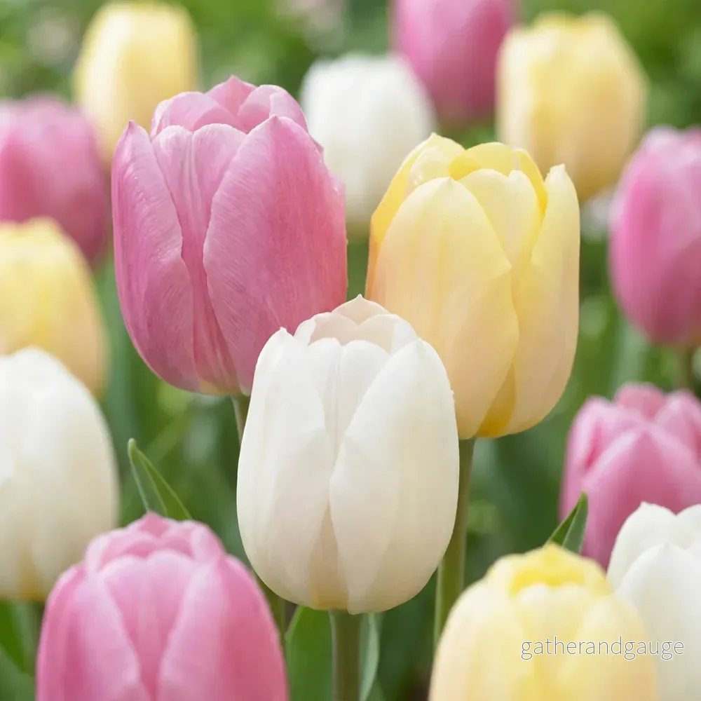 Tulipe en mélange Sorbet Tulipe en mélange Sorbet