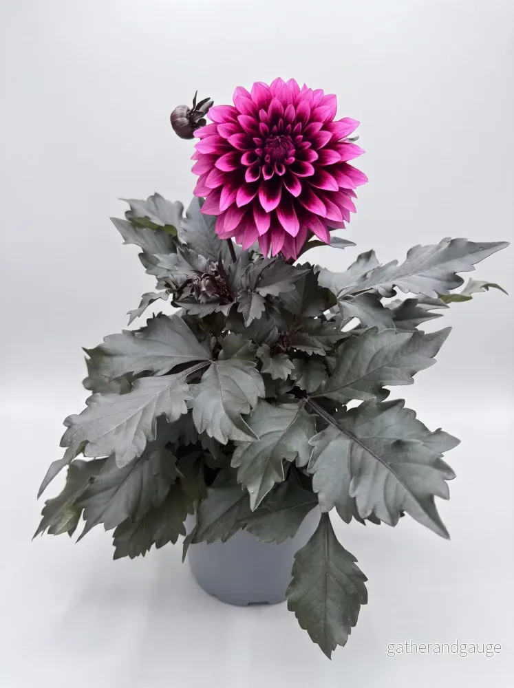 Dahlia Velvet Crush 18 cm Dahlia Velvet Crush 18 cm