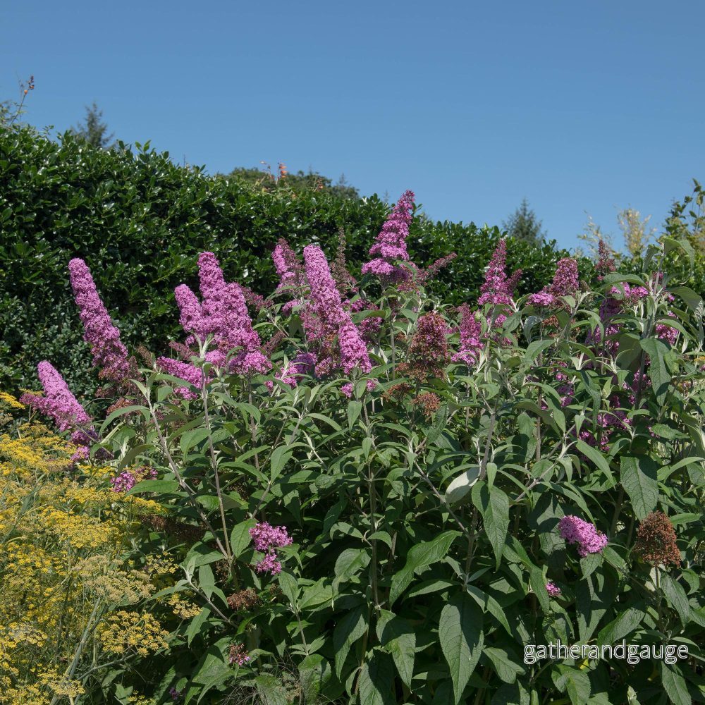 Fjärilsbuske (Buddleja davidii) ’Pink Delight’ Fjärilsbuske (Buddleja davidii) ’Pink Delight’