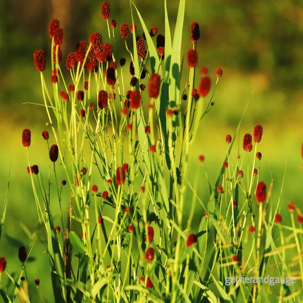 Pimpernell Officinalis (Sanguisorba officinalis) ’Tanna’