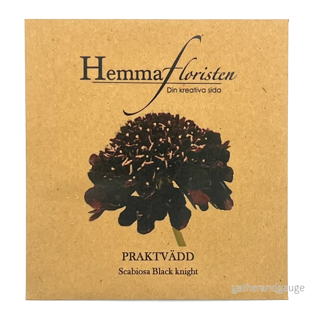 Praktvädd – Scabiosa Black knight