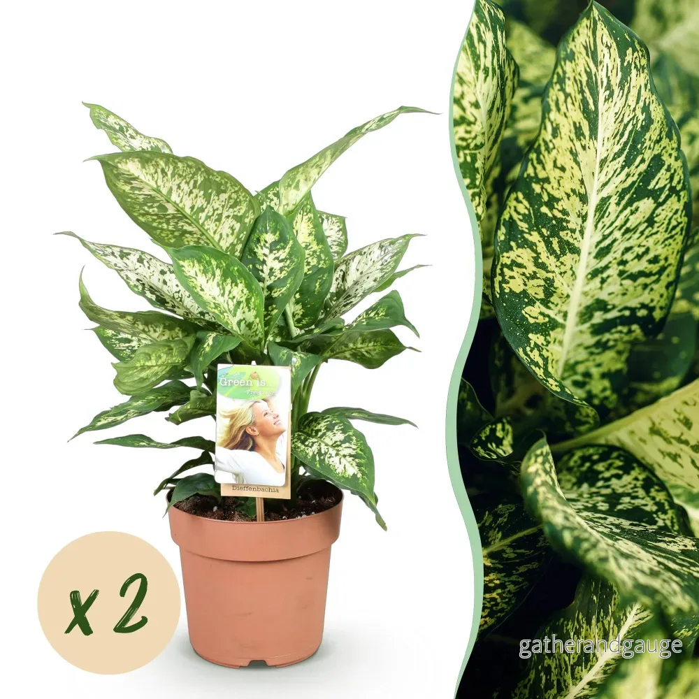 Dieffenbachia Compacta – Set om 2 – Kruka 17 cm - Bild 2