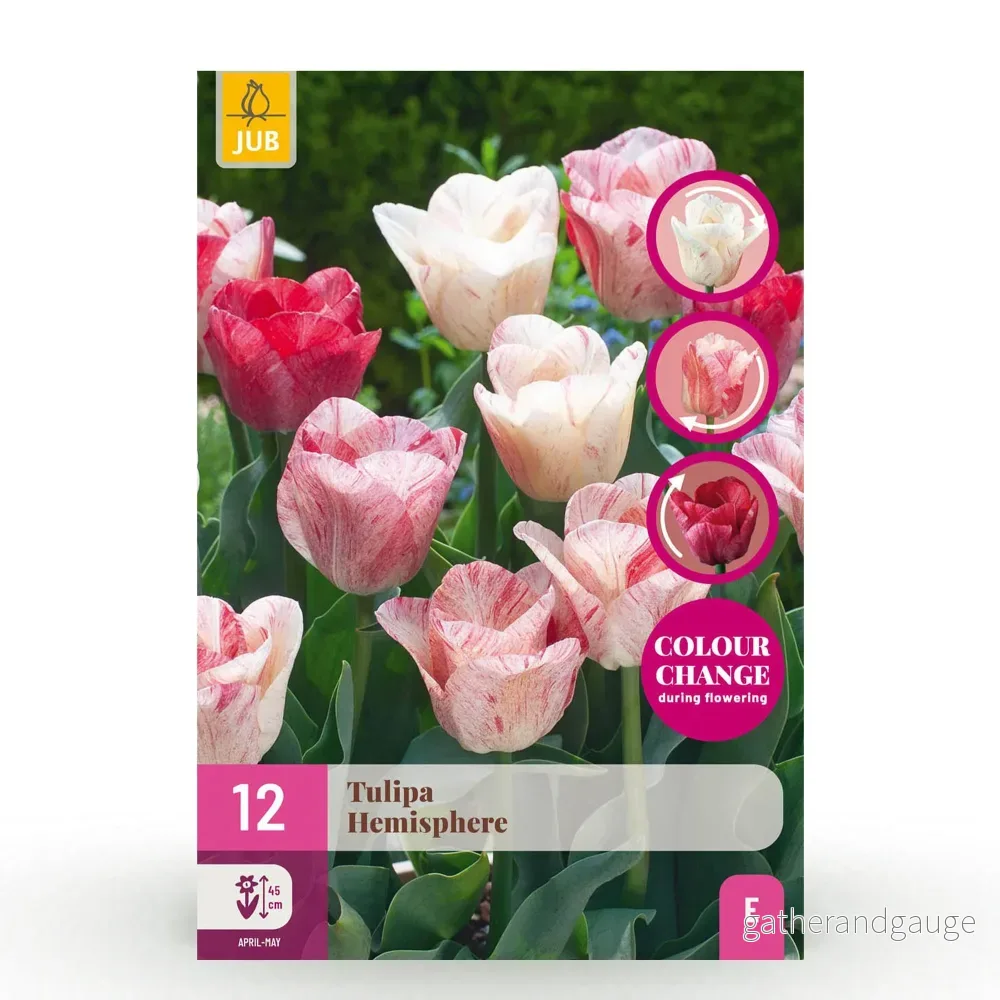 Green boutiQ – Bloembollen – Tulp Hemisphere mix – Diversen Kleuren – 12 stuks – Bolmaat 11/12 – XXL Pack