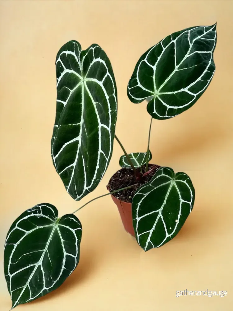 Anthurium Crystallinum Anthurium Crystallinum
