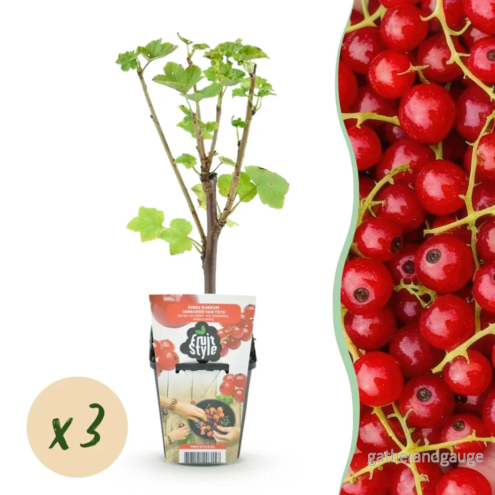 Röda Vinbär (Ribes Rubrum) 'Jonkheer Van Tets' - Bild 2