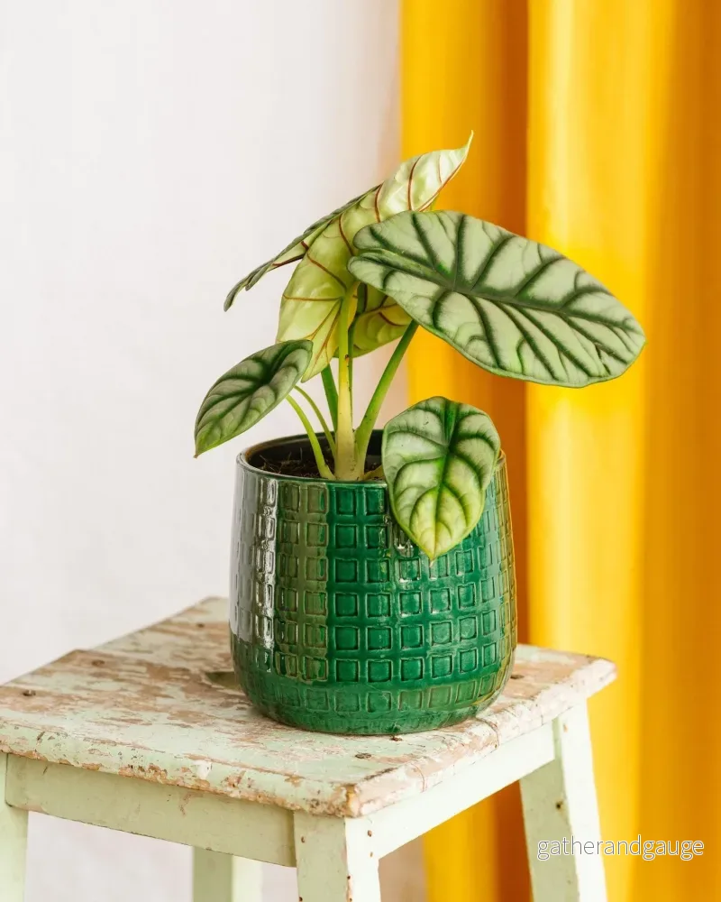 Alocasia Dragon Scale Silver Alocasia Dragon Scale Silver