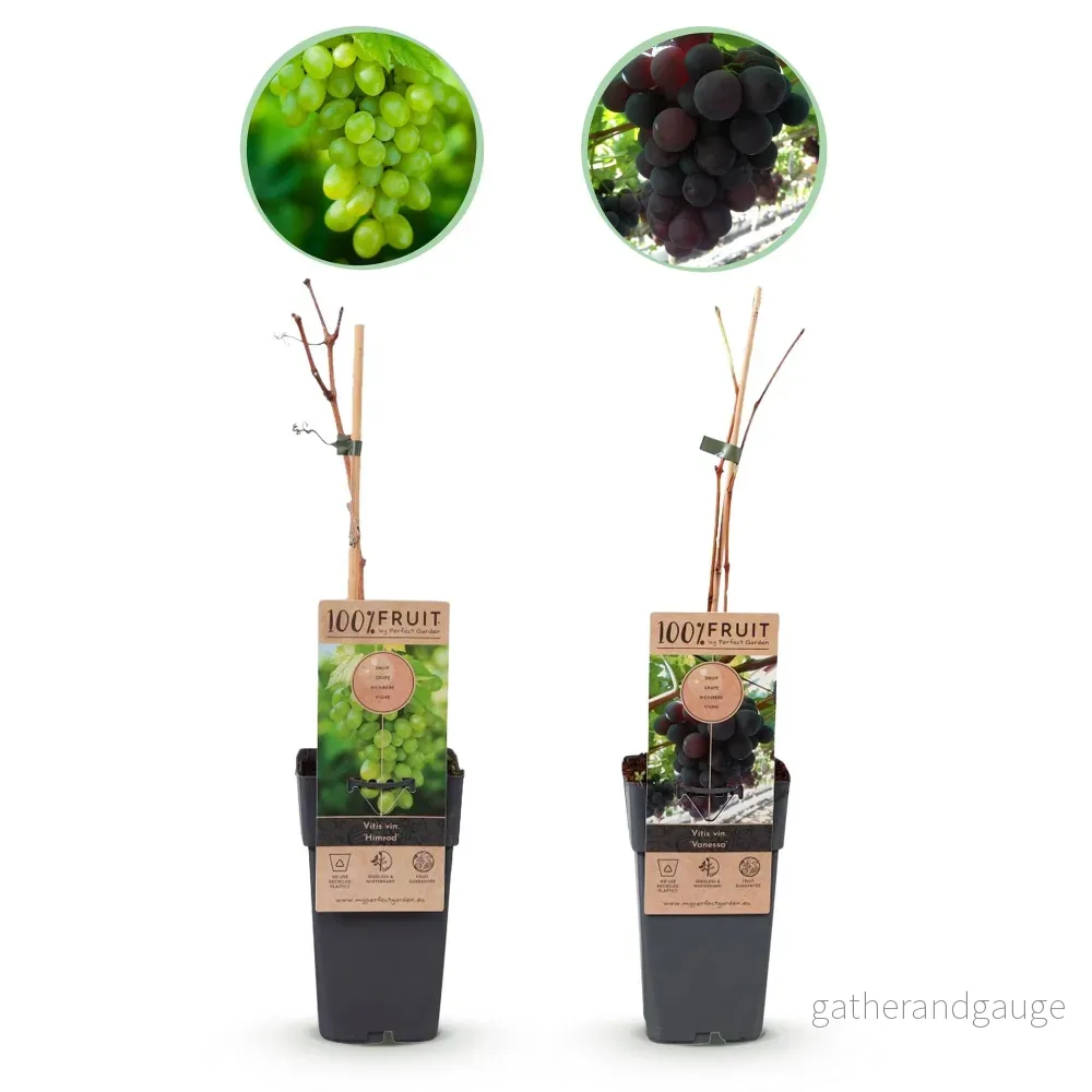 Vinrankor (Vitis vinifera) 'Vanessa & Himrod' - Bild 2