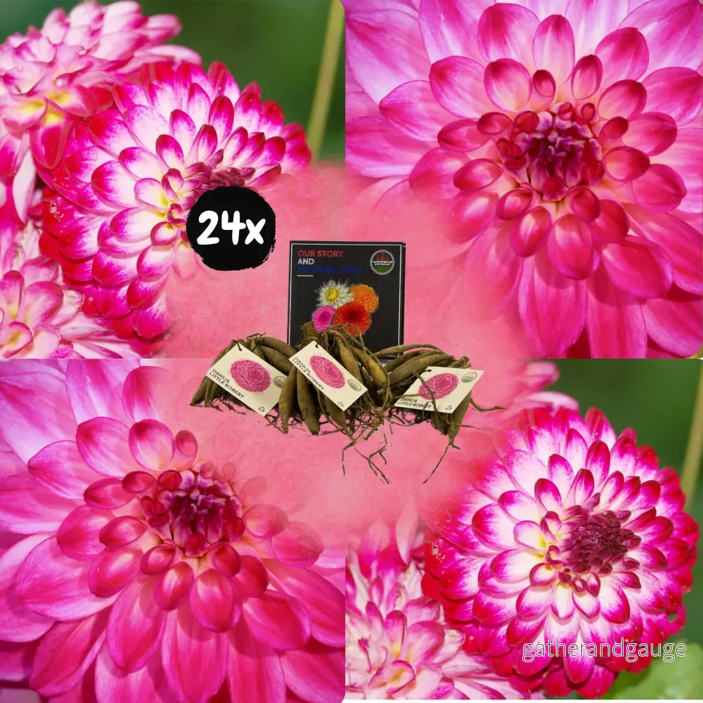 Dahlia Little Robert runda och lockiga kronblad – låda med 24 lökar Dahlia Little Robert runda och lockiga kronblad – låda med 24 lökar