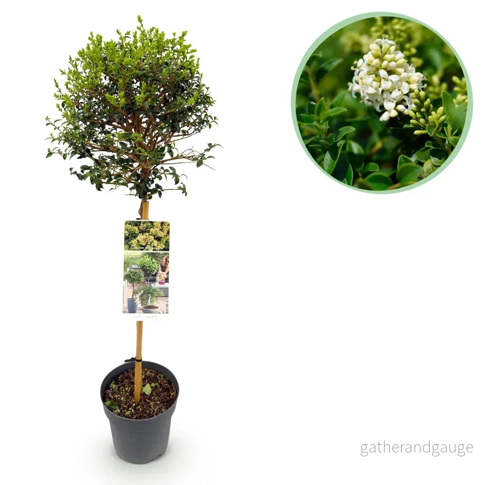 Ligustrum (Ligustrum Delavayanum) 'Delavayanum' - Bild 2