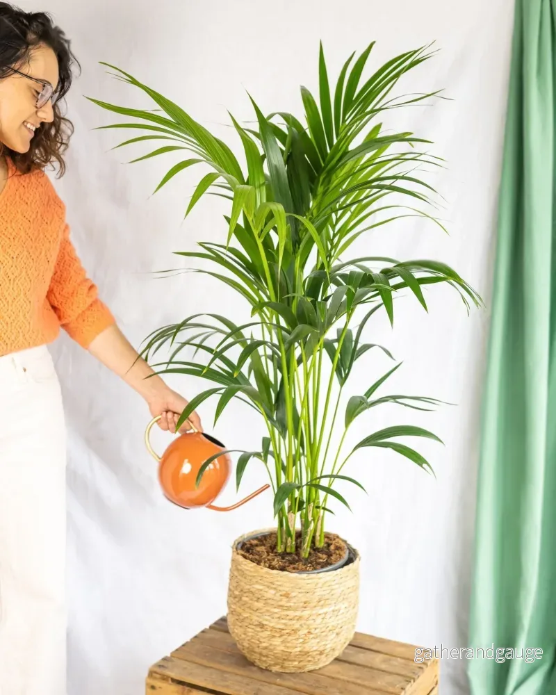 Kentia Howea