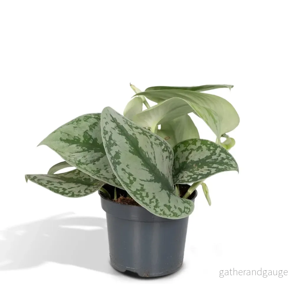 Pothos Scindapsus Pictus Epipremnum h15cm