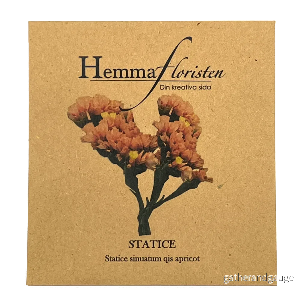 Statice – Apricot Statice – Apricot