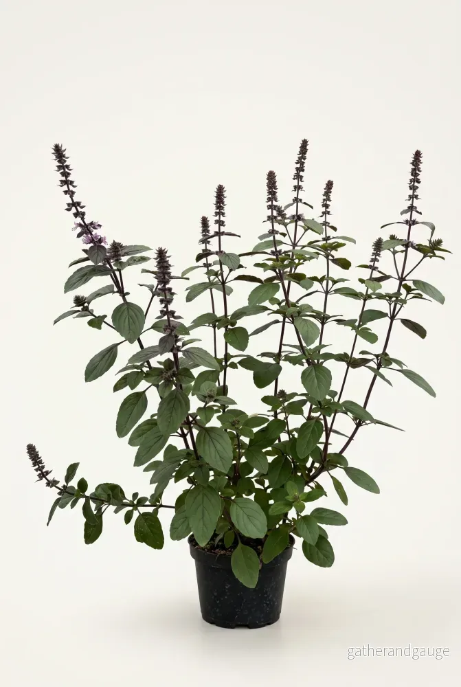 Prydnadsbasilika Ocimum Magic 12 cm Fjärils Prydnadsbasilika Ocimum Magic 12 cm Fjärils