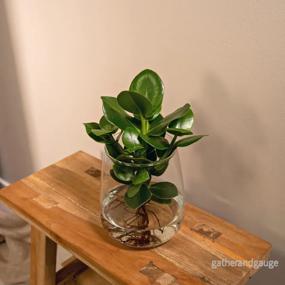 Clusia i hydroculture och sin vase i glas - h30cm, Ø12cm - Bild 2