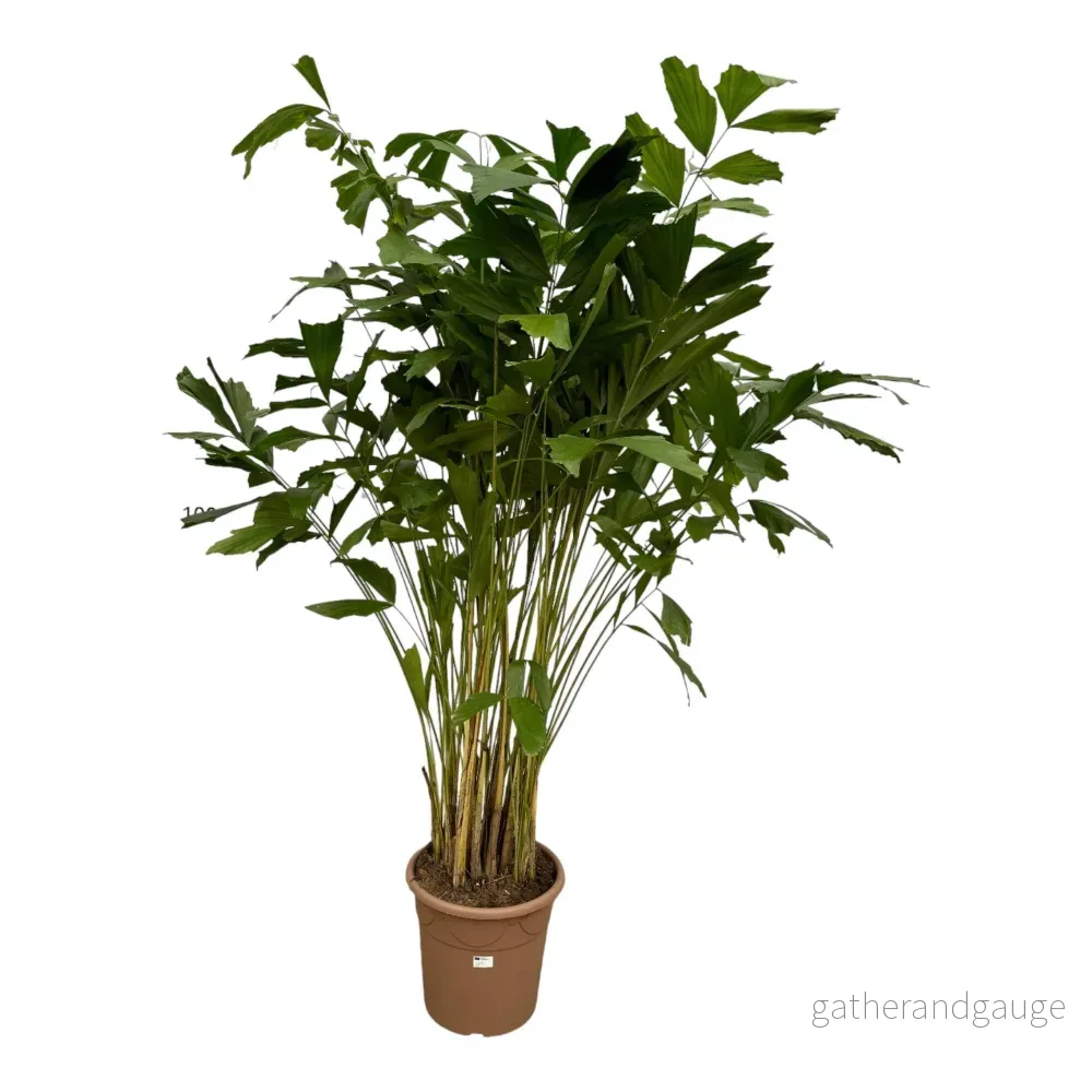 Caryota Mitis – 210 cm – Ø40cm