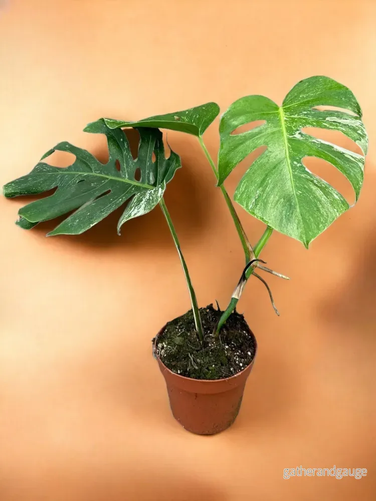 Monstera Deliciosa Variegata Monstera Deliciosa Variegata