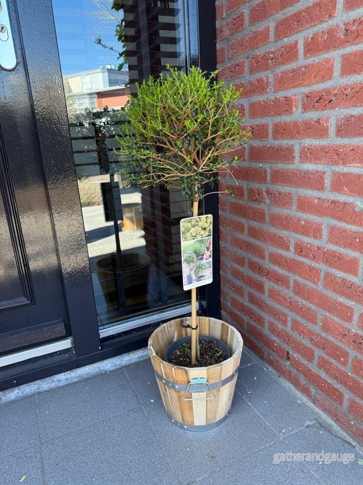 Ligustrum (Ligustrum Delavayanum) 'Delavayanum' - Bild 3