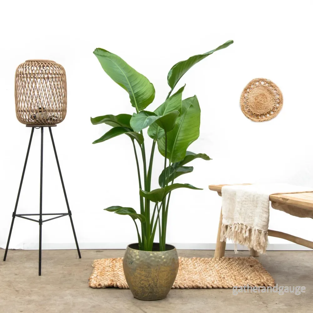 Strelitzia Nicolai - Bild 3