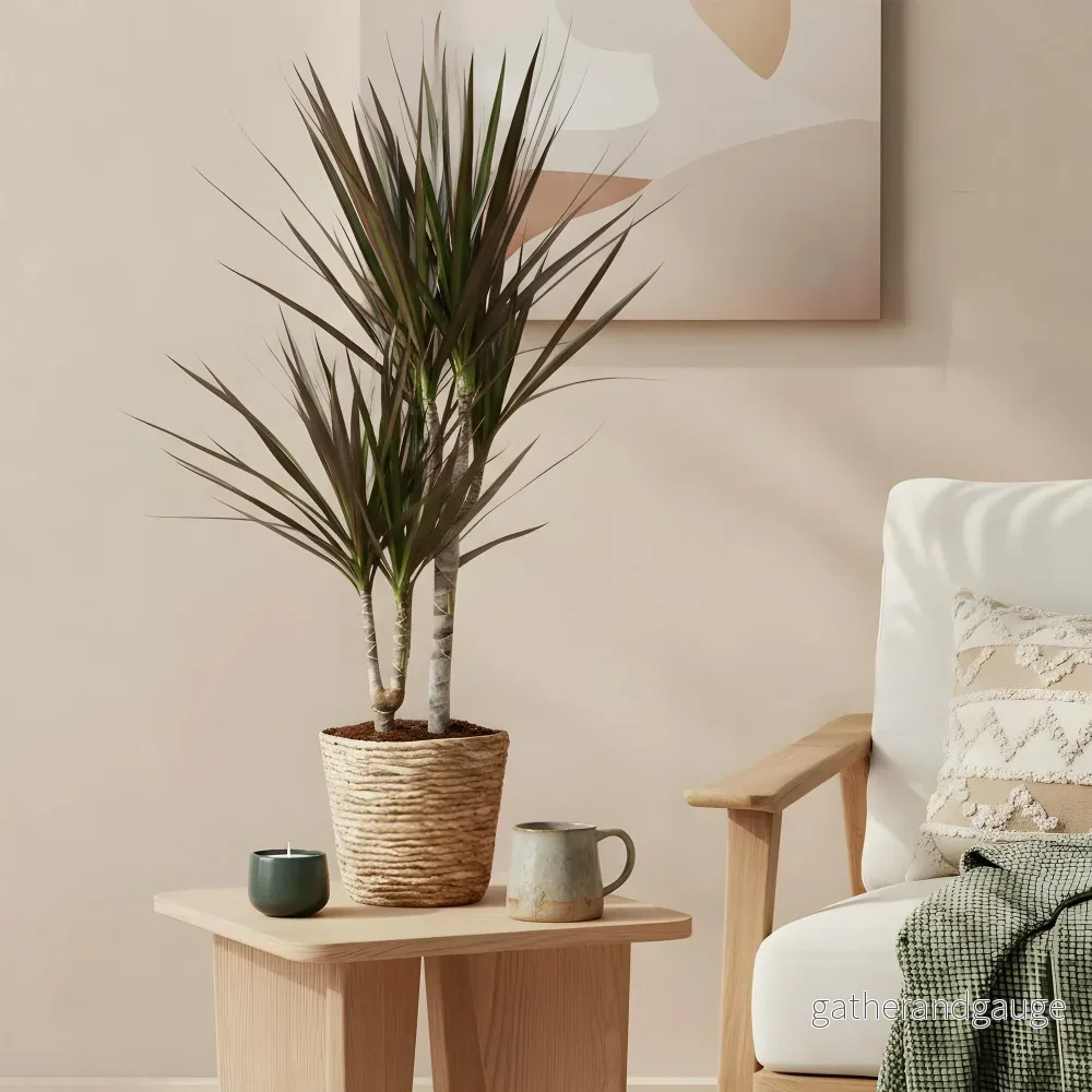 Dracaena Magenta och korg