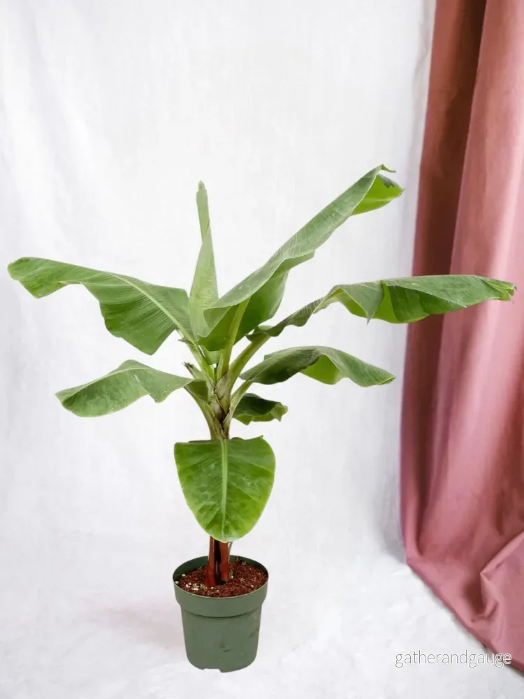 Banan Musa Banan Musa