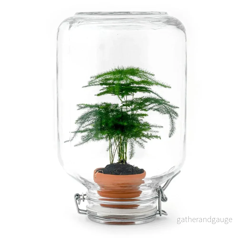 Easyplant - Babyplanta under glas - Bild 3