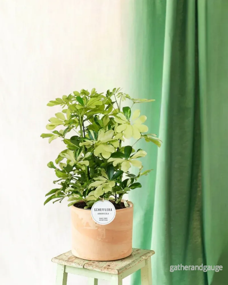 Schefflera Melanie