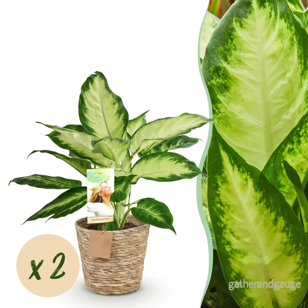 Diefenbachia Camilla – 2-pack – Kruka 17 cm - Bild 2