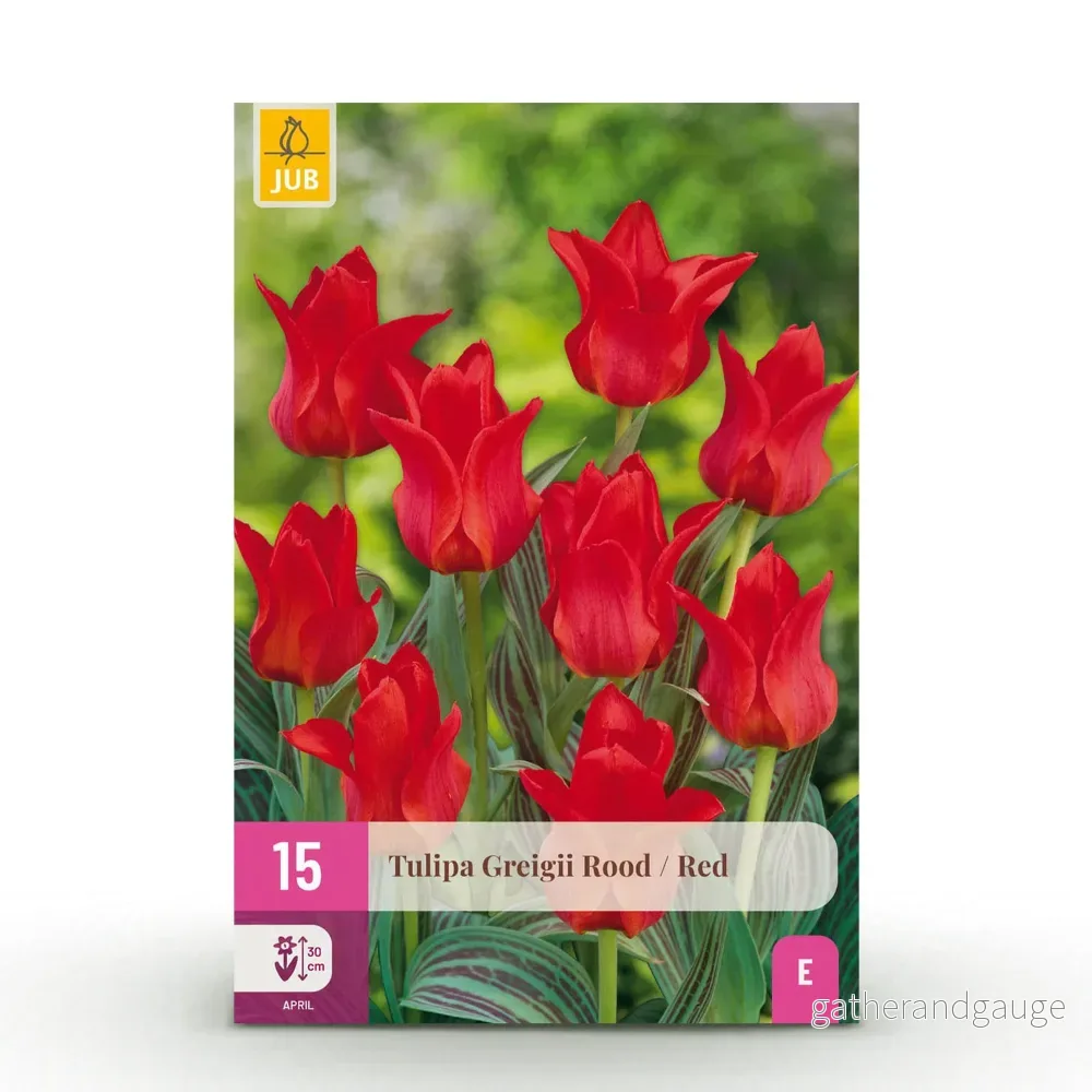 Green boutiQ – Bloembollen – Tulp Greigii Red – Kleur Rood – 15 stuks – Bolmaat 11/12 – XXL Pack Green boutiQ – Bloembollen – Tulp Greigii Red – Kleur Rood – 15 stuks – Bolmaat 11/12 – XXL Pack