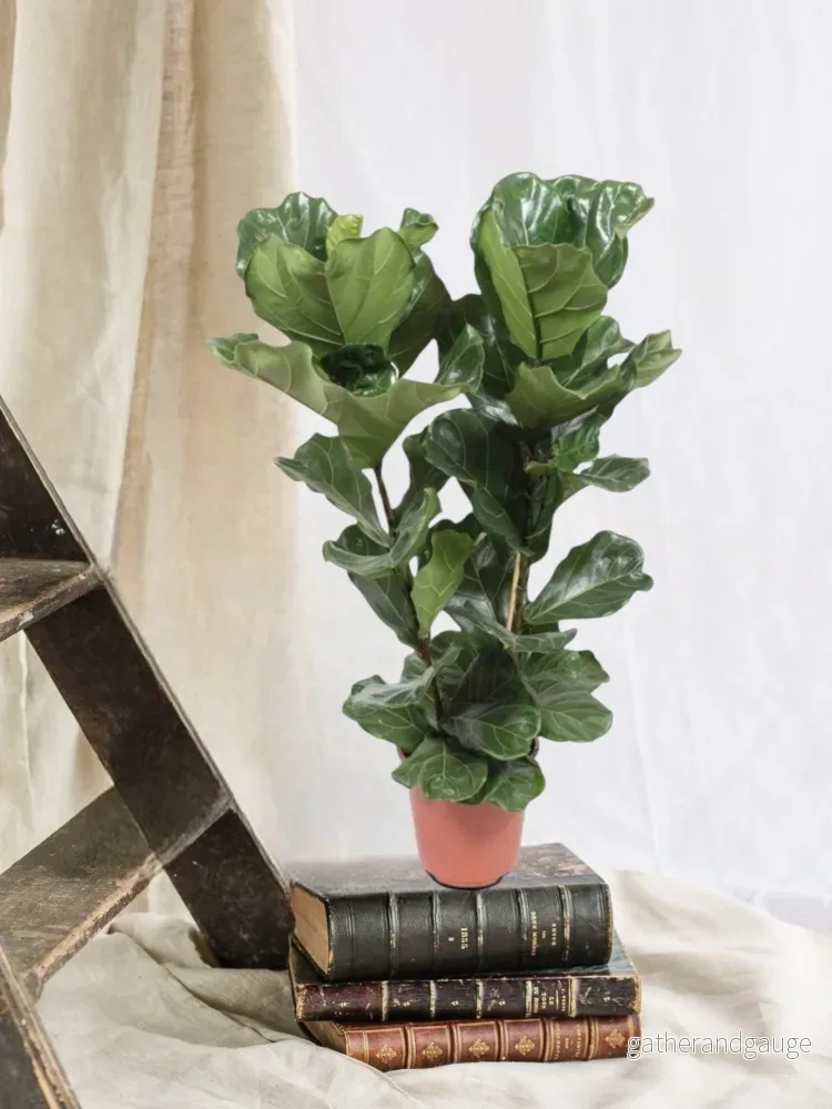 Ficus Lyrata