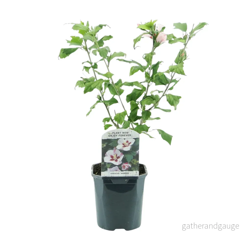 Altea (Hibiscus syriacus) 'Hamabo' - Bild 3