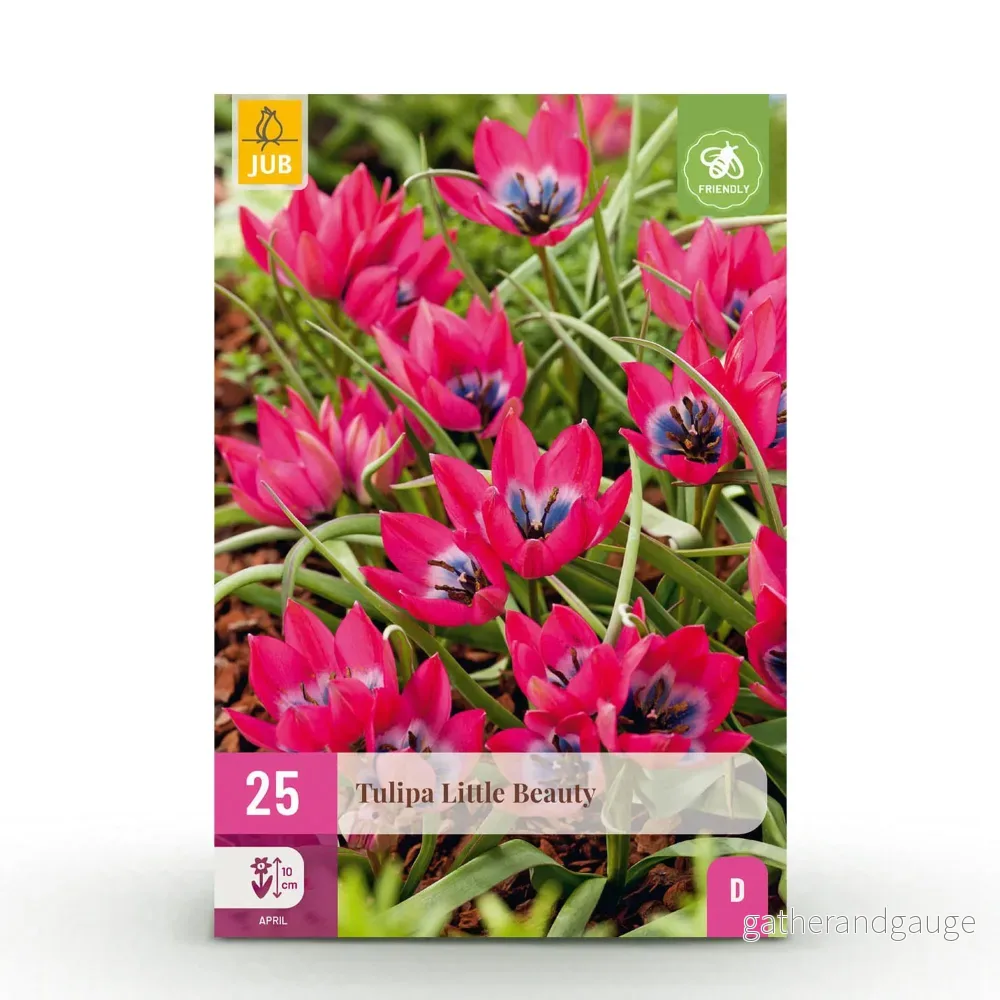 Green boutiQ – Bloembollen – Tulp Little Beauty – Kleur Donker Roze – 25 stuks – Bolmaat 6/7 – XXL Pack Green boutiQ – Bloembollen – Tulp Little Beauty – Kleur Donker Roze – 25 stuks – Bolmaat 6/7 – XXL Pack