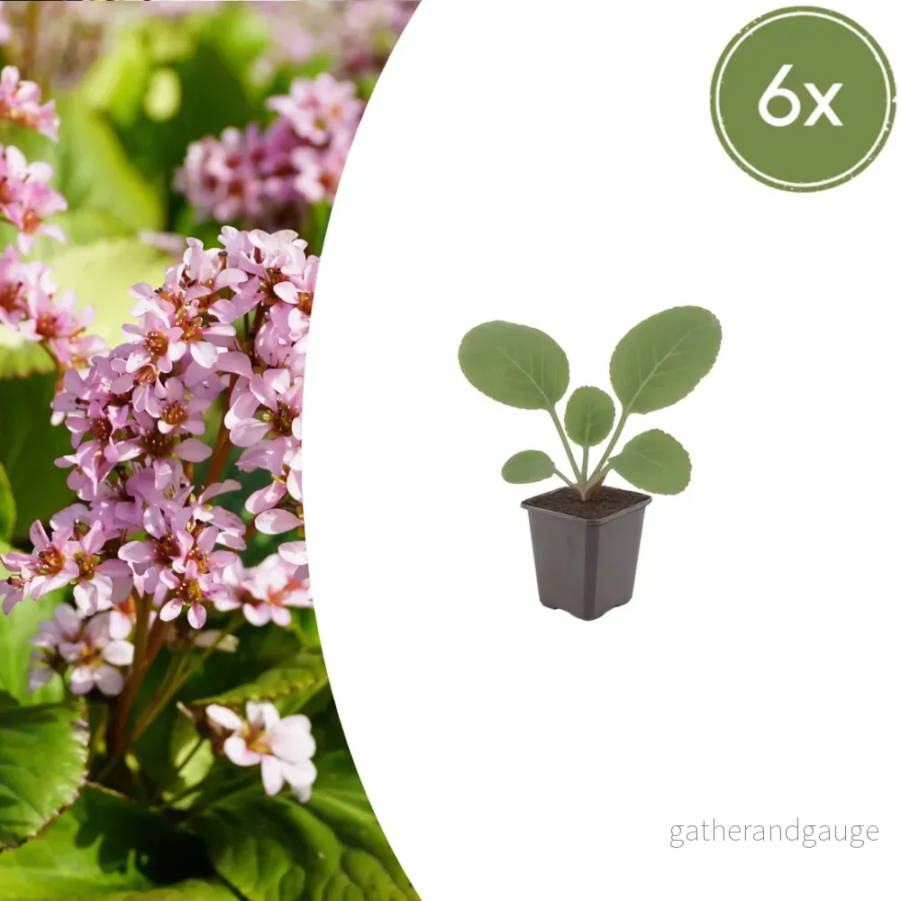 Bergenia Kordifolia (Bergenia cordifolia) 'Skomakarväxtens Växt' - Bild 2