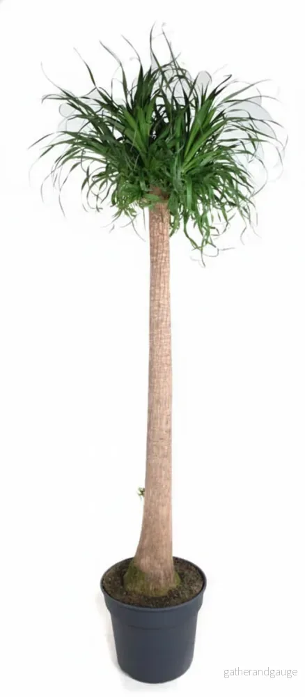Beaucarnea XXL – 210cm – 180cm Beaucarnea XXL – 210cm – 180cm