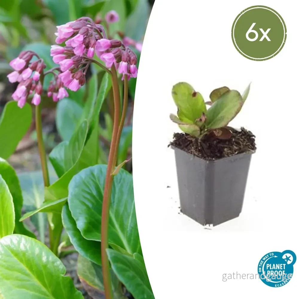 Bergenia med Hjärtformade Blad (Bergenia cordifolia) 'Herbstblüte' - Bild 2