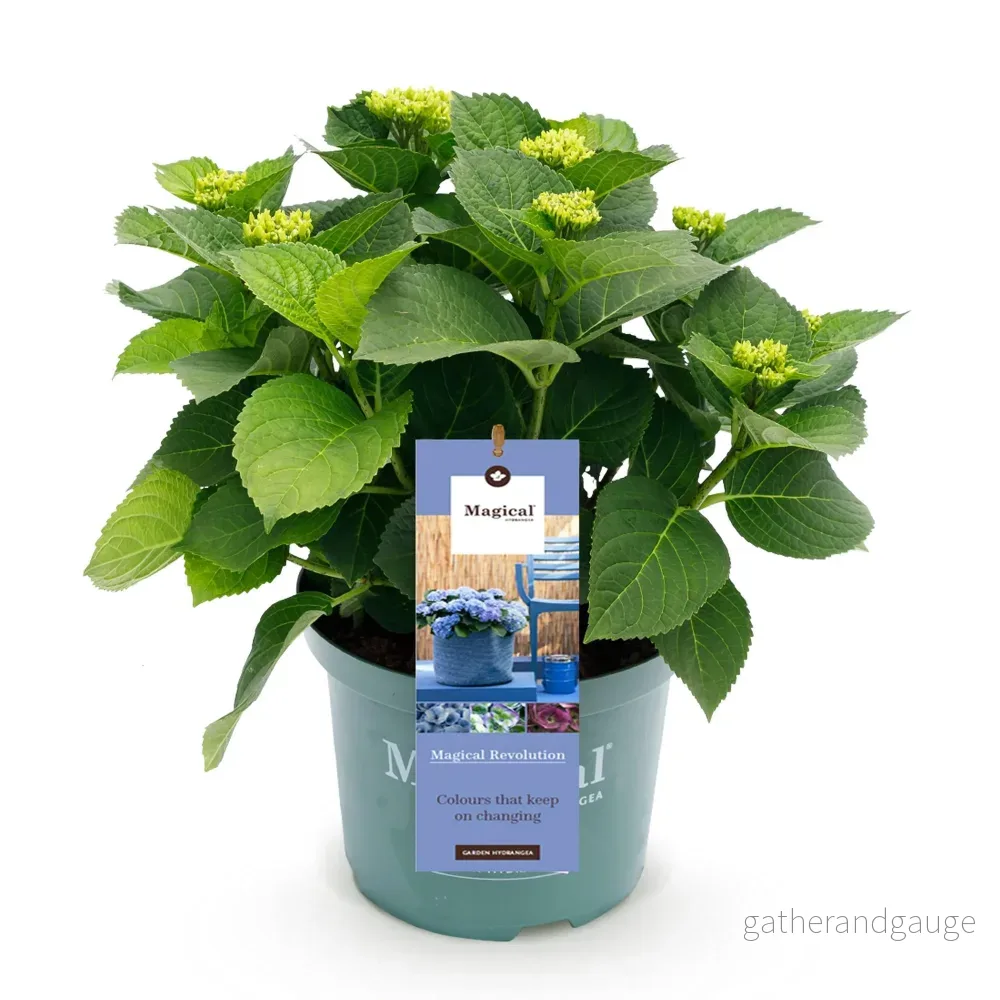 Hortensia (Hydrangea Macrophylla) 'Magical Revolution Blue' - Bild 3