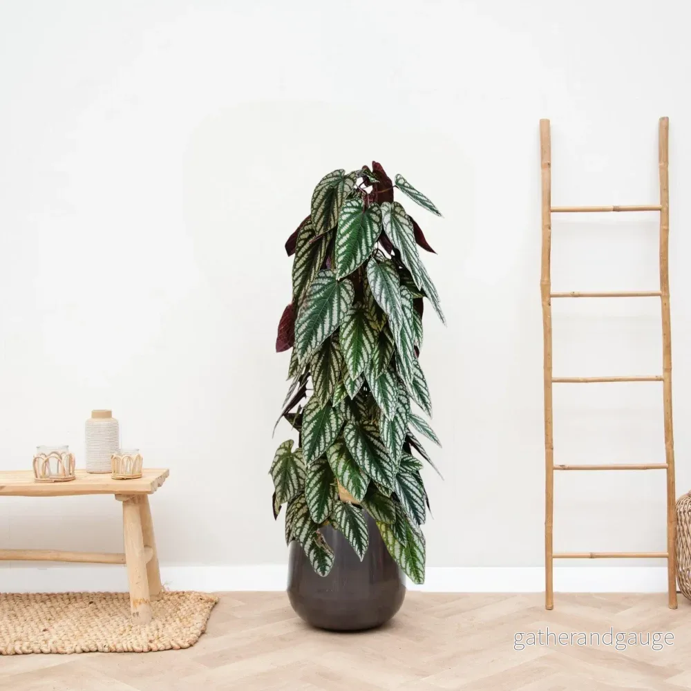 Cissus missfärgad pyramid - Bild 2