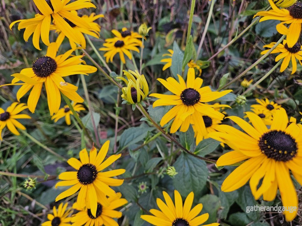 Rudbeckia (Rudbeckia fulgida) 'Goldsturm' – Guldblommande Solögon