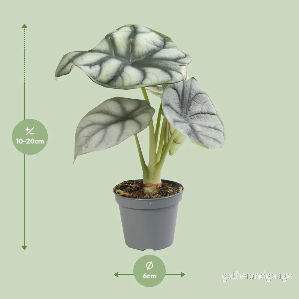 Mini Alocasia Black Velvet - Bild 3