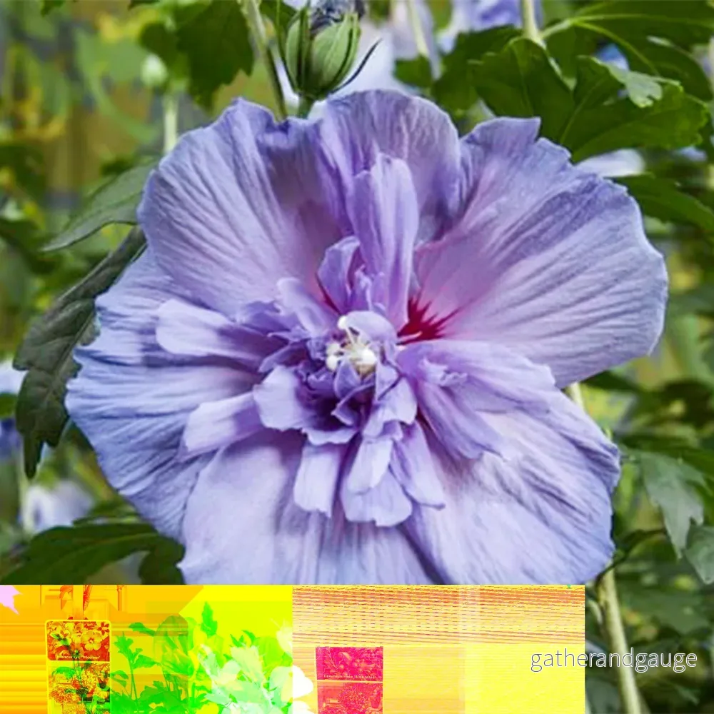 Althéa (Hibiscus syriacus) ’Blue Chiffon’