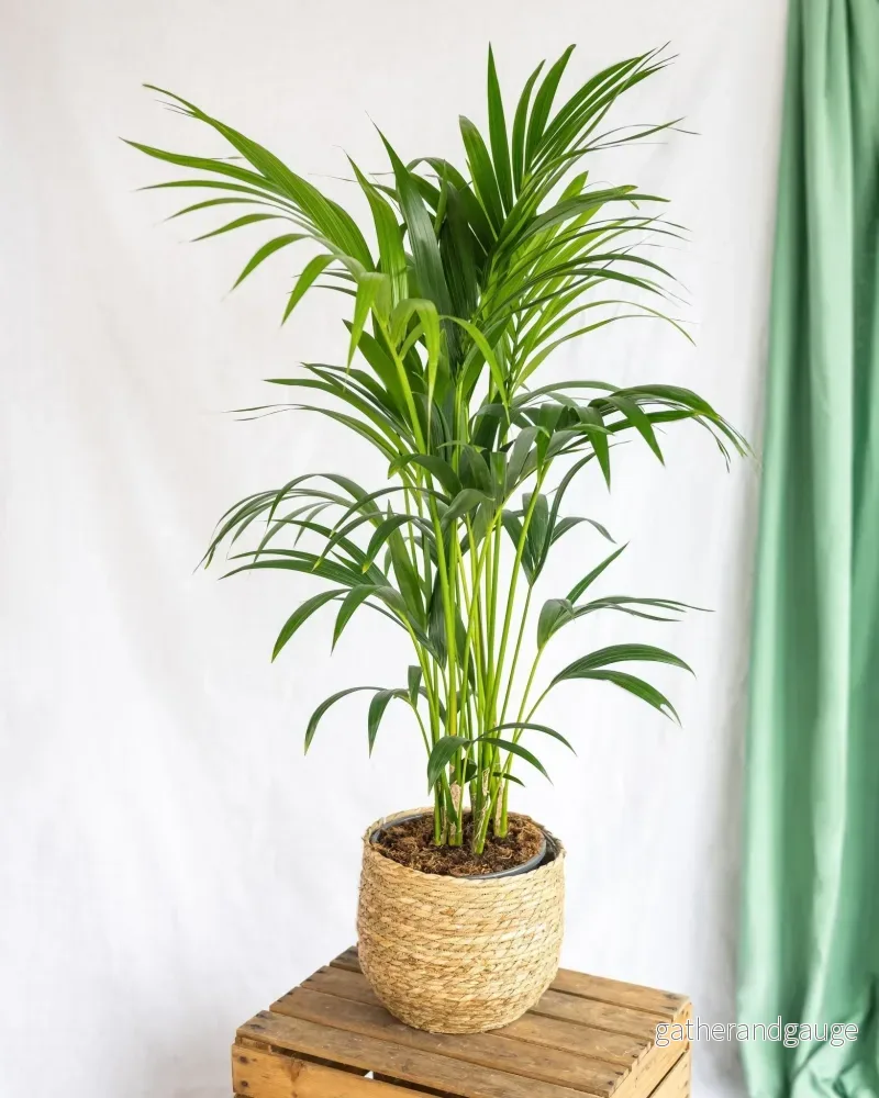 Kentia Howea - Bild 2