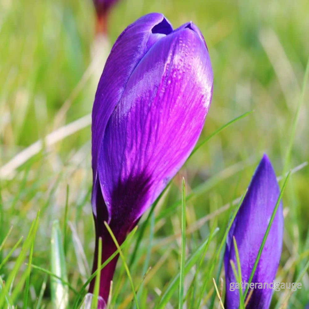 Crocus 'Flower Record' - 20 lökar - Bild 2