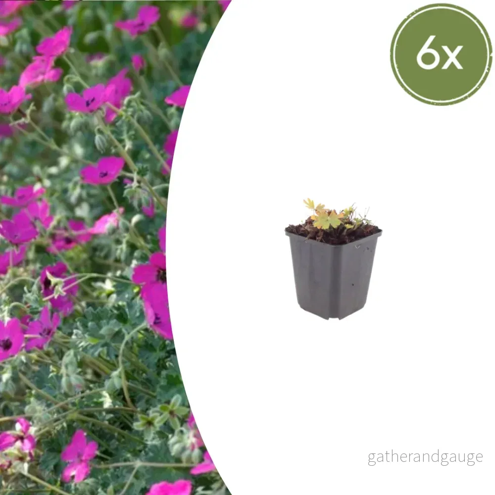 Blodstorknäbb (Geranium sanguineum) 'Max Frei' - Bild 2