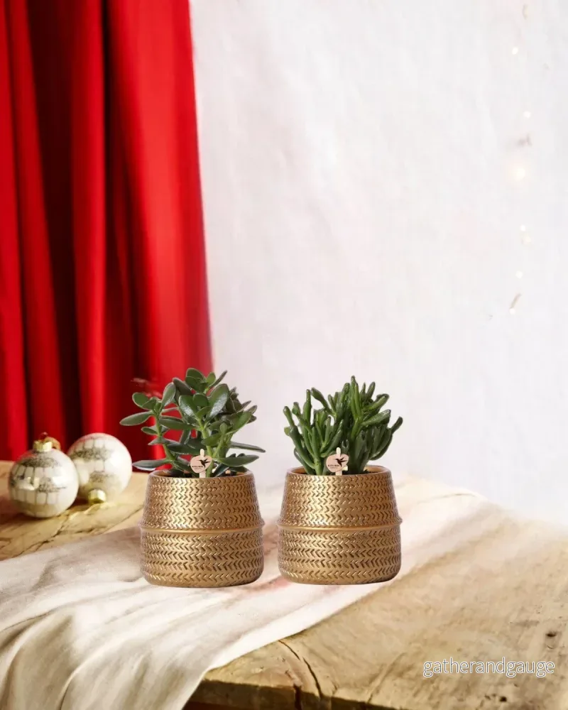 Suckulent presentförpackning och dess gyllene planteringskärl – Set om 2, h20cm